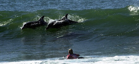 Surfing Jeffreys Bay